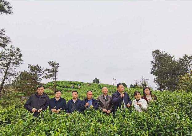 公司負(fù)責(zé)人陪同省供銷(xiāo)社、湘西州領(lǐng)導(dǎo)一行調(diào)研我司青干村茶葉扶貧示范基地